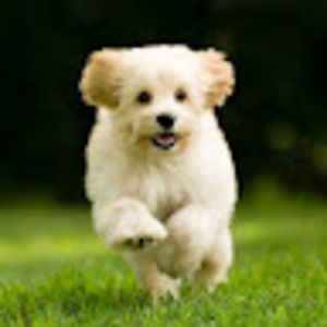 Meet your Posher, Ellen